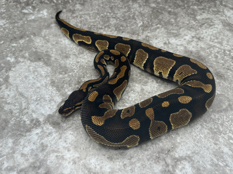 Black Head Het G-Stripe Het Desert Ghost