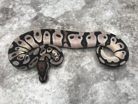 Orange Dream Vanilla TSK Axanthic