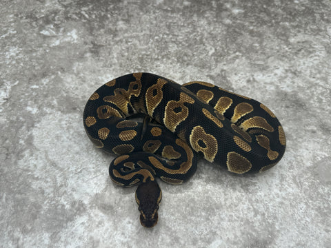 Black Head Het G-Stripe Het Desert Ghost