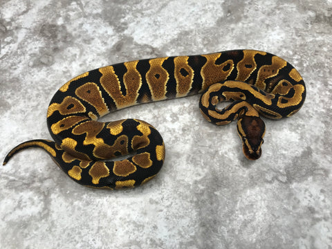 Yellow Belly Het Clown