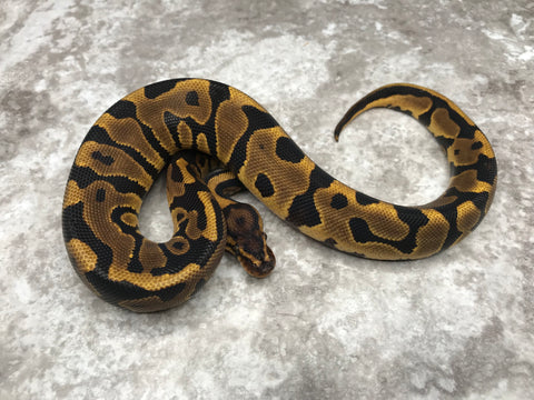 Leopard Yellow Belly Het Desert Ghost 66% pos Het Clown or Cryptic
