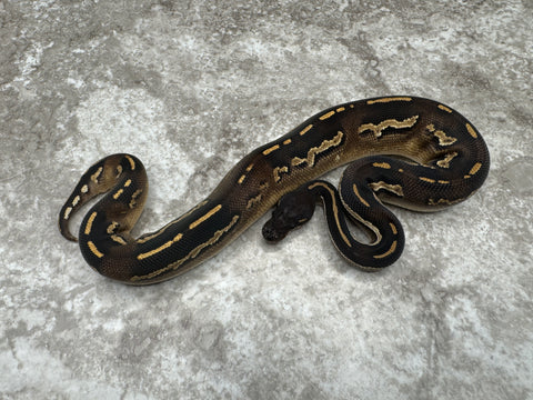 Super Black Head Mojave Yellow Belly Het Desert Ghost