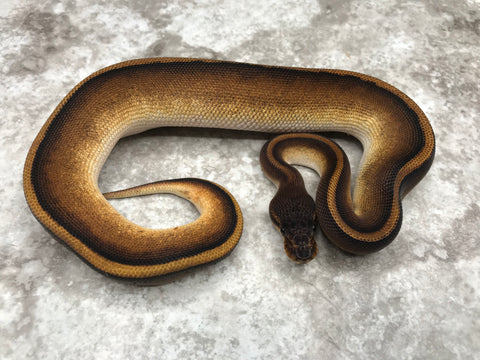 Black Head G-Stripe 66% Het Hypo