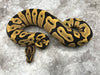 Leopard Desert Ghost 66% Het Clown or Cryptic