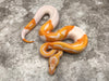 Lavender Pied 66% Het Clown