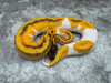 Enchi Orange Dream Yellow Belly Pied