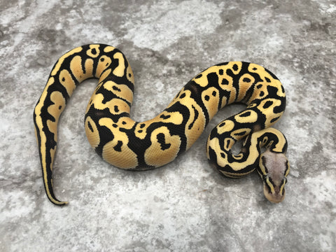 Pastel Desert Ghost Het TSK Axanthic