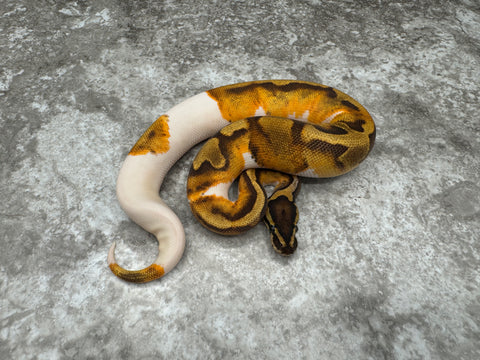 Enchi Pied Het Lavender 50% pos Het Clown