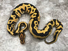 Leopard Yellow Belly Desert Ghost Het Clown or Het Cryptic