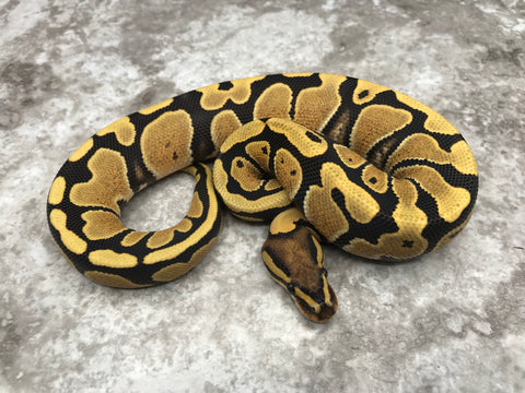 Desert Ghost Het Clown