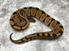 Blade DH Clown/Lavender 50% Het Pied