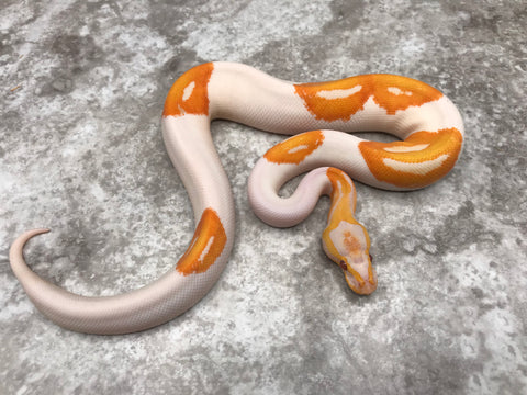 Lavender Pied 66% Het Clown