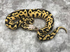 Pastel Leopard Desert Ghost Het Clown