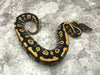 Black Head Yellow Belly Desert Ghost