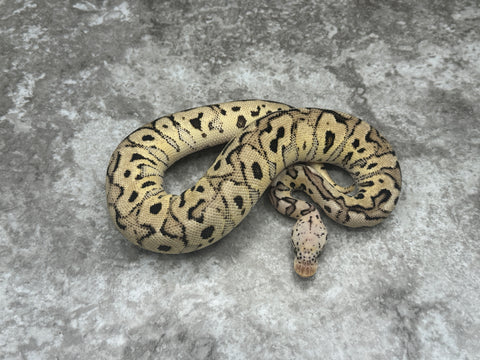 Pastel Spotnose Clown Het Hypo