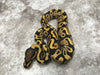 Yellow Belly Desert Ghost Het TSK Axanthic