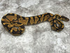 Enchi Asphalt Het Clown