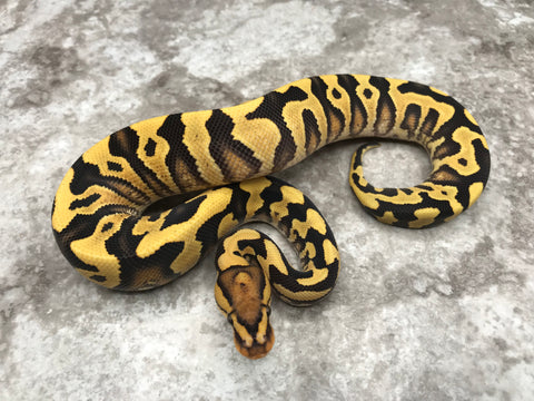 Yellow Belly Crypton Desert Ghost