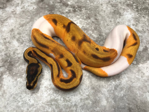 Enchi Orange Dream Pied