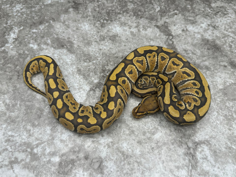 Special Hypo Het Clown