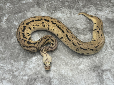 Pastel Batman Clown Het Hypo