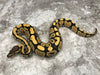 Desert Ghost Het Clown