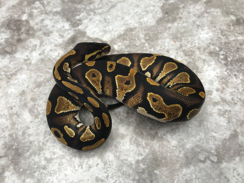 Black Head 66% Het Pied 50% Het Lavender
