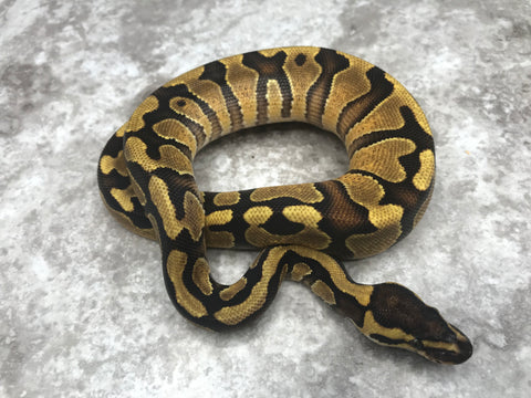 Enchi Asphalt 66% pos Het Clown