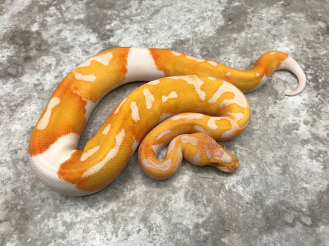 Lavender Clown Pied