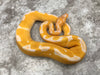 Lavender Clown 50% Het Pied