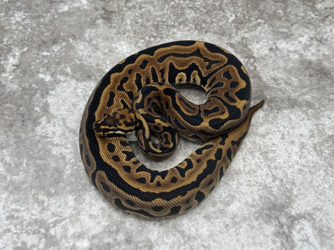 Leopard Spotnose Het Black Axanthic