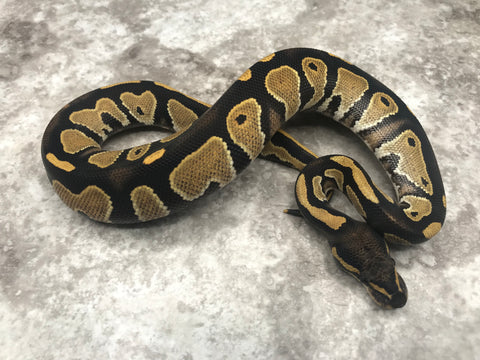 Black Head Desert Ghost