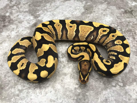 Yellow Belly Desert Ghost Het Clown
