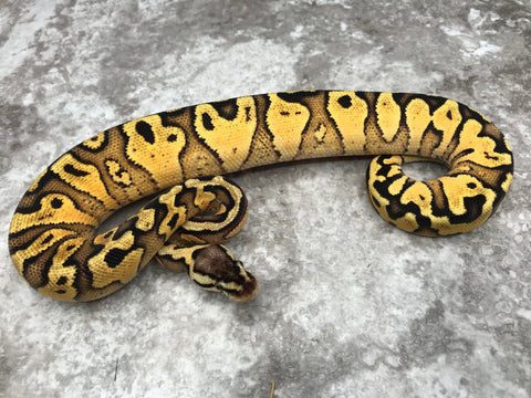 Pastel Yellow Belly Red Stripe Het Clown