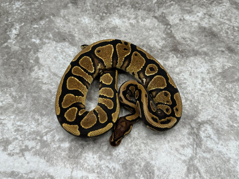 Yellow Belly Het Desert Ghost 50% Het Clown