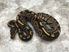GHI Leopard Het Desert Ghost