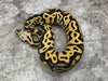 Pastel Leopard Desert Ghost Het Clown