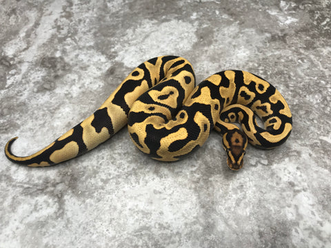 Leopard Yellow Belly Desert Ghost Het Clown OR Het Cryptic