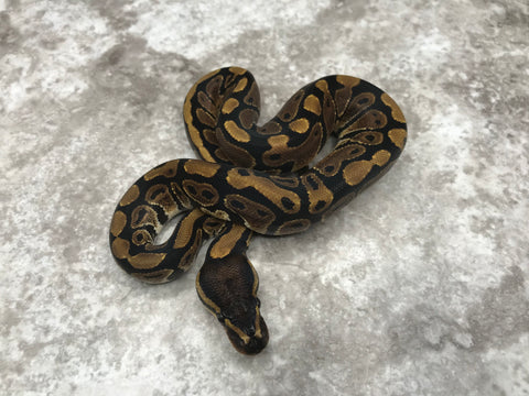 Het Desert Ghost Het TSK Axanthic