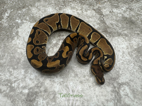 Het Desert Ghost Het Clown