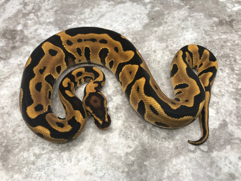 Leopard Orange Dream Yellowbelly Het Clown