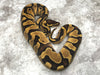 Enchi Asphalt Het Clown