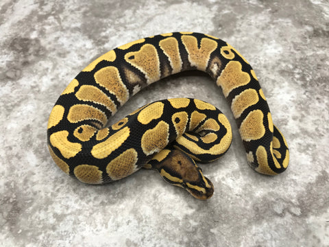 Desert Ghost Het Clown