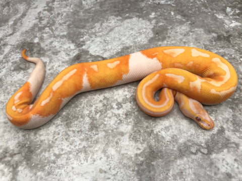 Lavender Pied 66% Het Clown