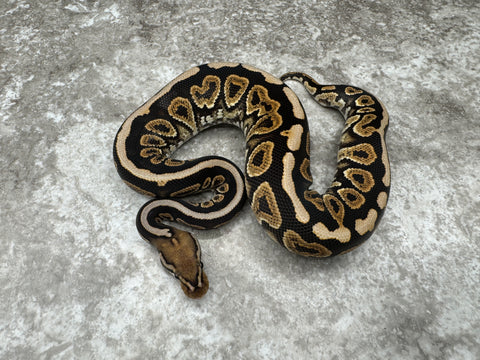 Black Pastel Spotnose Special Het Hypo 66% Het Clown