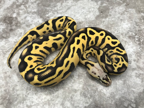 Pastel Leopard Desert Ghost Het Clown