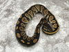 Black Head 66% pos Het Pied 50% pos Het Lavender