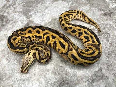 Pastel Leopard Enchi Vanilla Het Clown