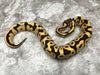 Leopard Desert Ghost Het Clown OR Het Cryptic