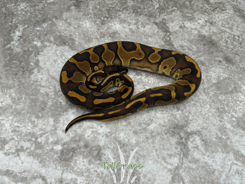 Black Head Leopard Enchi Het Clown